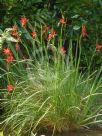 Hesperantha coccinea