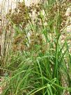 Scirpus polystachyus