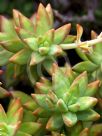 Sedum adolphii