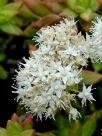 Sedum adolphii