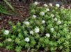 Sedum adolphii