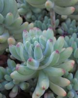 Sedum pachyphyllum