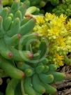 Sedum pachyphyllum