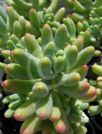 Sedum pachyphyllum