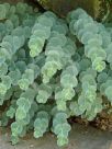 Sedum sieboldii