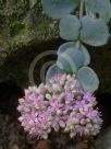 Sedum sieboldii