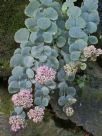 Sedum sieboldii