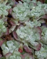 Sedum spathulifolium Purpureum