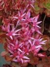 Sedum spurium Schorbuser Blut