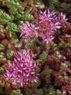 Sedum spurium Schorbuser Blut