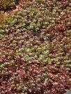 Sedum spurium Schorbuser Blut