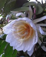 Epiphyllum chrysocardium