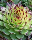 Sempervivum tectorum