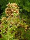 Sempervivum tectorum