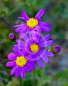 Senecio elegans