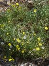 Senecio lautus maritimus