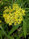 Senecio linearifolius