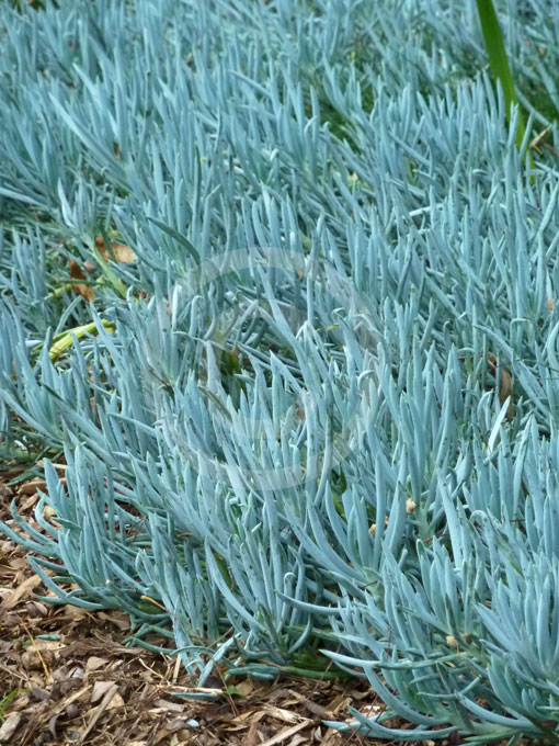 Blue Senecio Mandraliscae 63