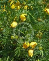 Senna aciphylla