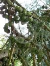 Sequoiadendron giganteum