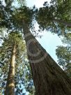 Sequoiadendron giganteum