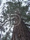 Sequoiadendron giganteum