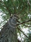 Sequoiadendron giganteum