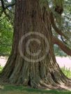 Sequoiadendron giganteum