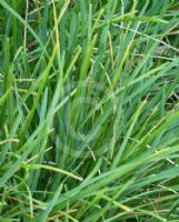 Sesleria albicans