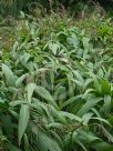 Setaria palmifolia