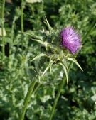 Silybum marianum