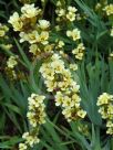 Sisyrinchium striatum