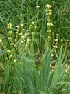 Sisyrinchium striatum