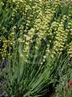 Sisyrinchium striatum