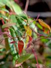 Smilax glyciphylla