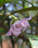 Solanum aviculare