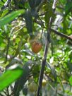 Solanum laciniatum