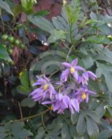 Solanum seaforthianum