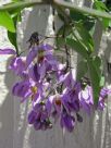 Solanum seaforthianum