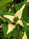 Plectranthus scutellarioides