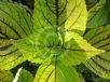 Plectranthus scutellarioides