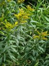 Solidago canadensis