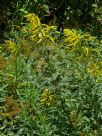 Solidago canadensis