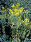 Solidago canadensis