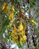 Sophora microphylla