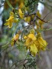 Sophora microphylla