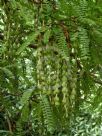 Sophora microphylla