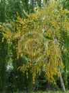 Sophora microphylla