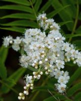 Sorbaria tomentosa