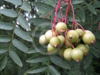 Sorbus cashmiriana